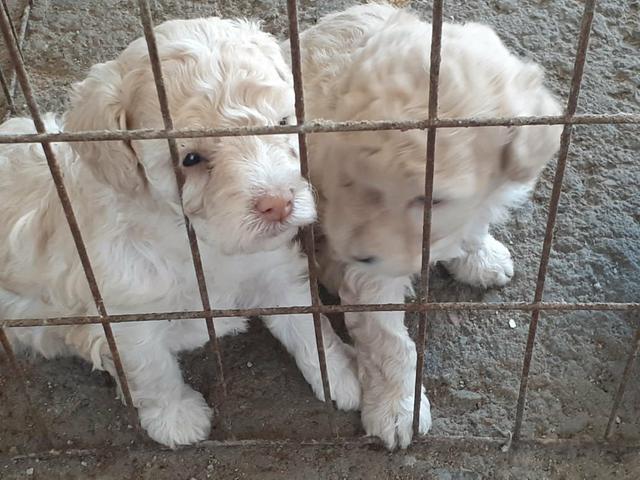 Poodle - Foto 3
