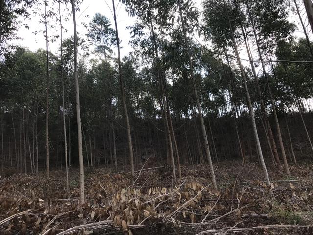 Vendo Fazenda - Foto 6