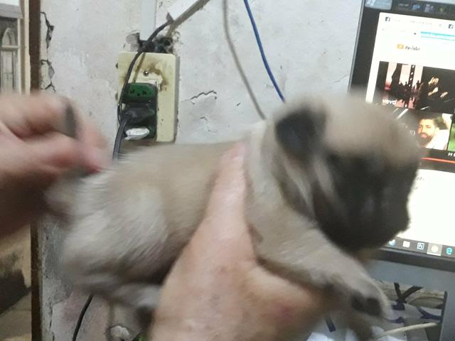Mini Pug - Foto 2