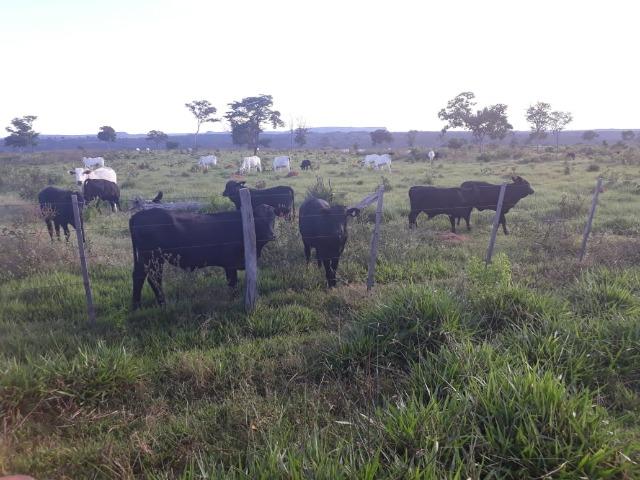 Fazenda Guiratinga MT 6.080 Ha - Foto 12