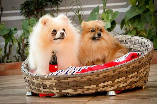 Lulu da Pomerânia Fêmea - Foto 5