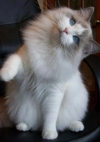 Ragdoll Filhotes super fofos!!!