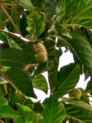 Noni Fruta tirado do pé - Foto 2