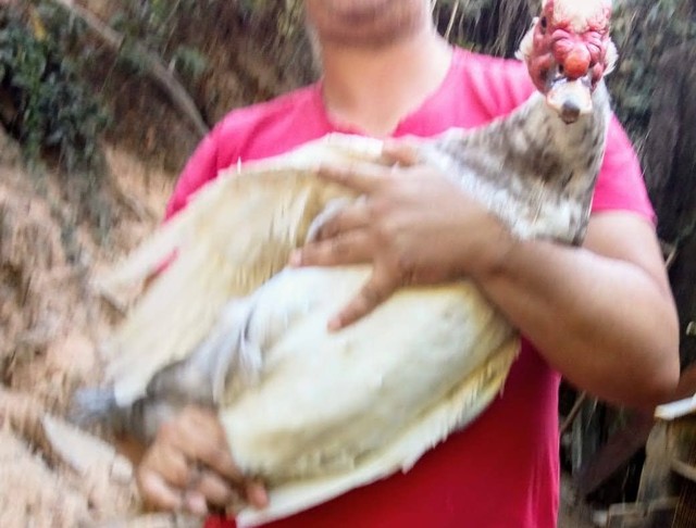 Pato gigante  (REPRODUTOR) - Foto 2