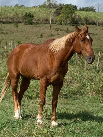 Cavalo Q.M