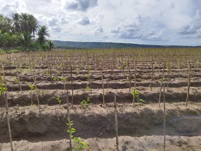 Área Exelente pra montar sua chácara ou granja ! - Foto 2