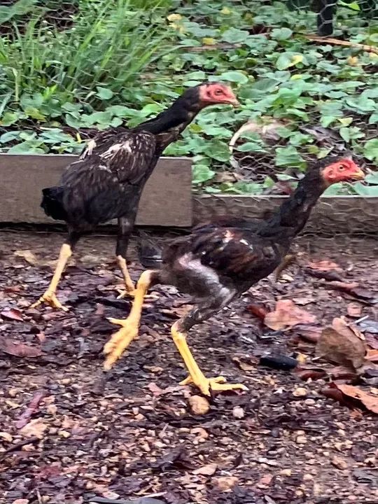Galinhas Moura e frangos índio gigante Mura Moura - Foto 5