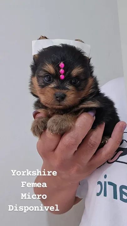 Yorkshire Miniatura Femea Foto Real em Londrina