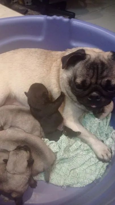 Venda De Filhotes - Cachorros E Acessórios - Boca Do Rio, Salvador 