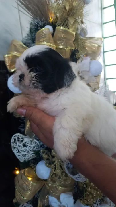 Seu Novo Melhor Amigo Está Esperando Por Você! - Foto 4