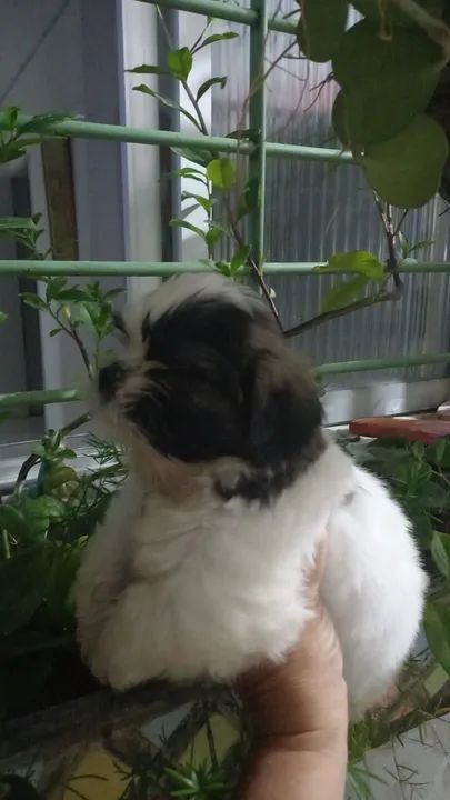 Seu Novo Melhor Amigo Está Esperando Por Você! - Foto 5