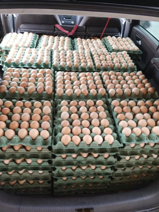 Ovos frescos de galinhas caipiras - Foto 4