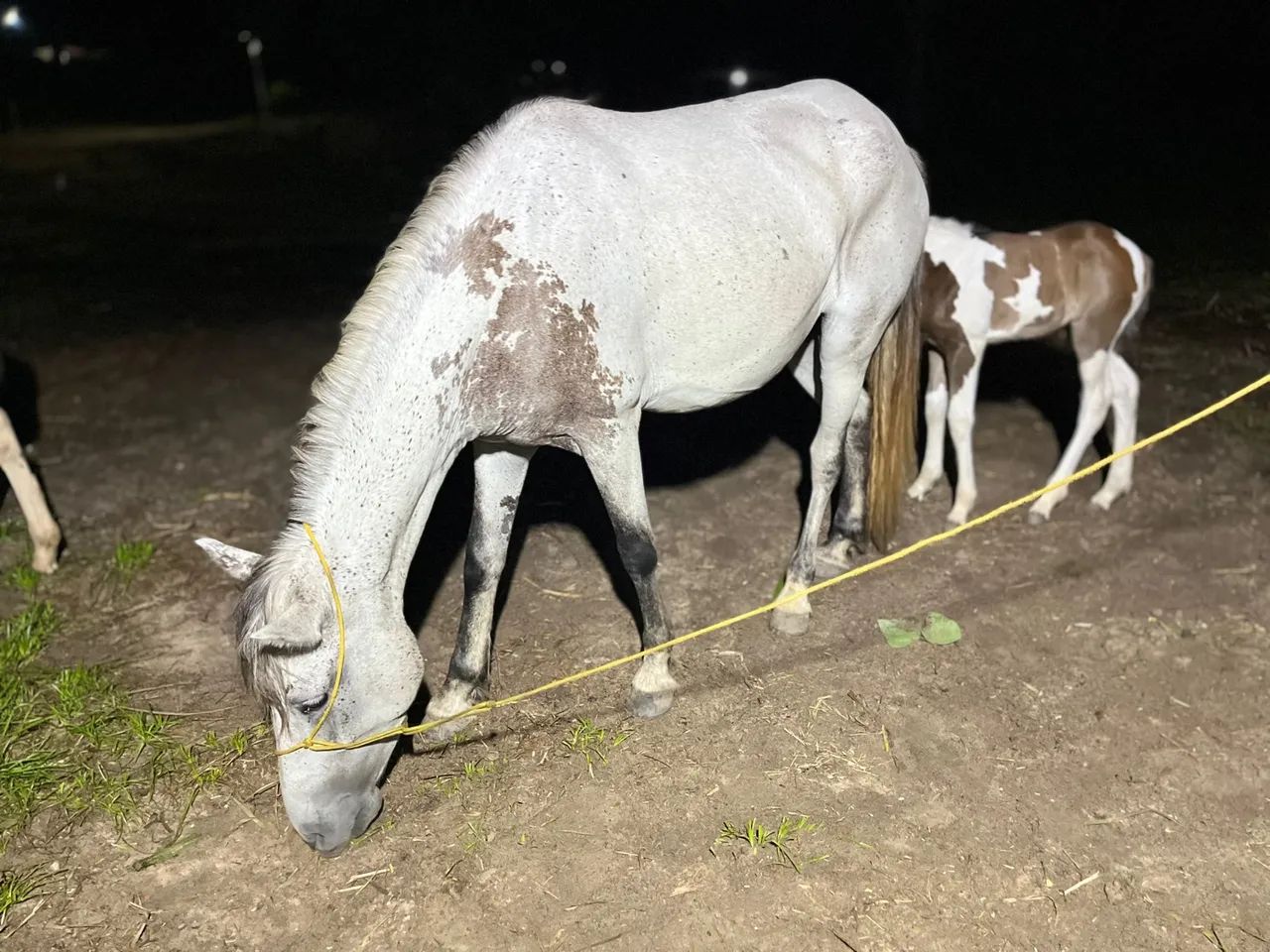 Vários cavalos, potros e éguas a venda no precinho  - Foto 4