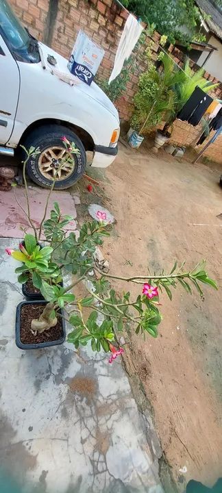 Vende-se mudas de rosas do deserto ?  - Foto 3