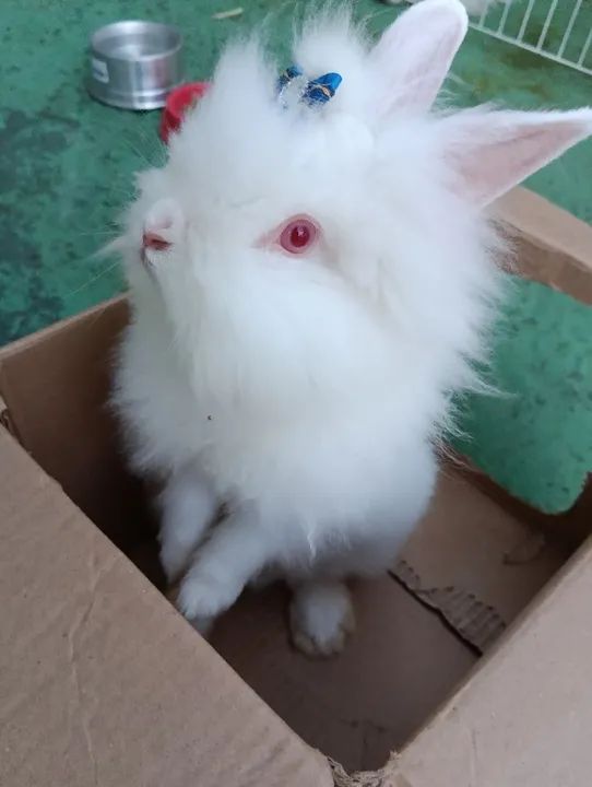 Mini Coelho Lion Read branco  - Foto 2