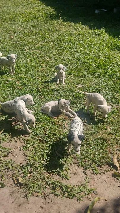 Dalmata filhotes vacinados a pronta entrega.. - Foto 6