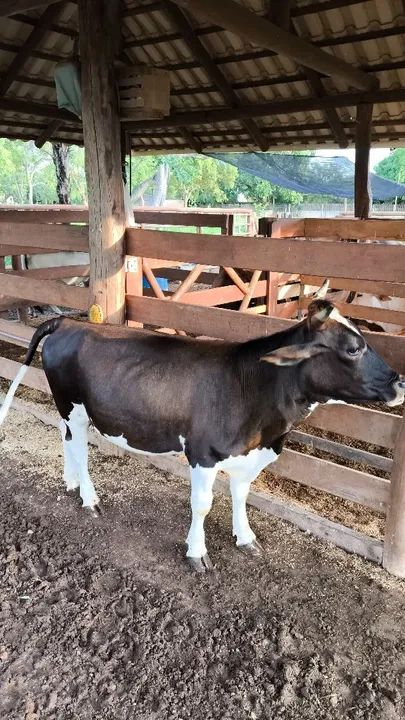 MINI NOVILHA PRENHA  - Foto 2