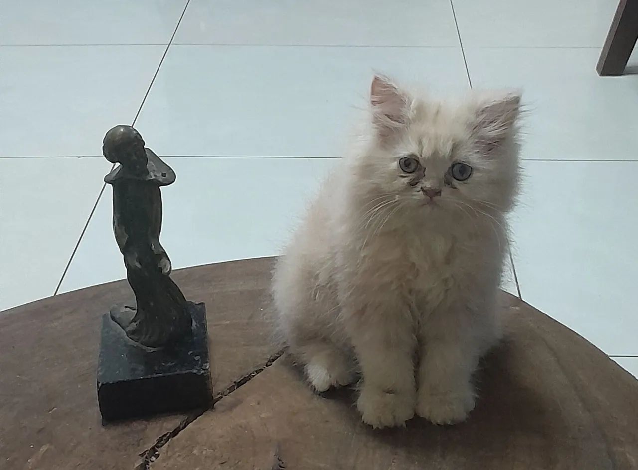 Gatinho Persa  - Foto 2
