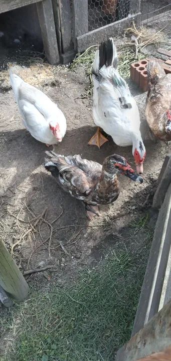 Patas Indio Corrida - Raros!  novas primeira postura  - Foto 2