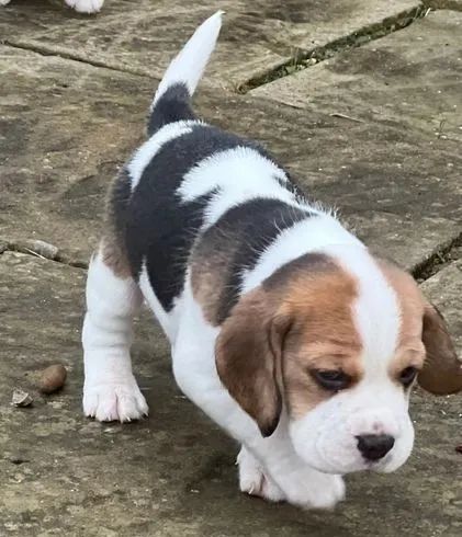 Filhotes de beagle entre em contato no telefone *