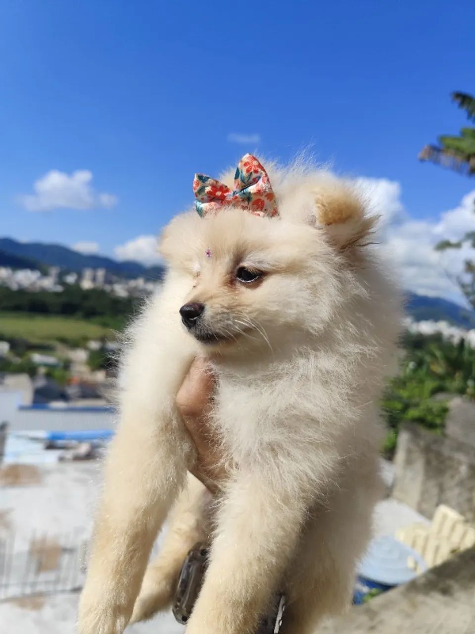 Lulu da Pomerânia mini-anão  - Foto 4