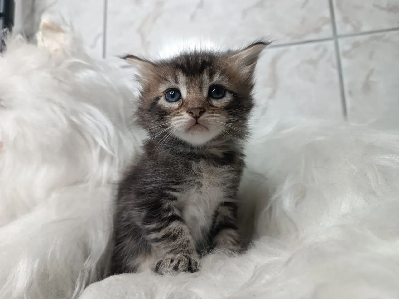 Adorável maine coon - Havila filhotes  - Foto 2