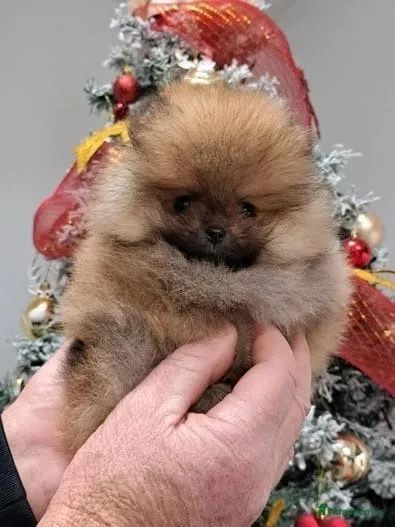 Venda De Cachorro Lulu Da Pomerânia Saudável E Charmoso