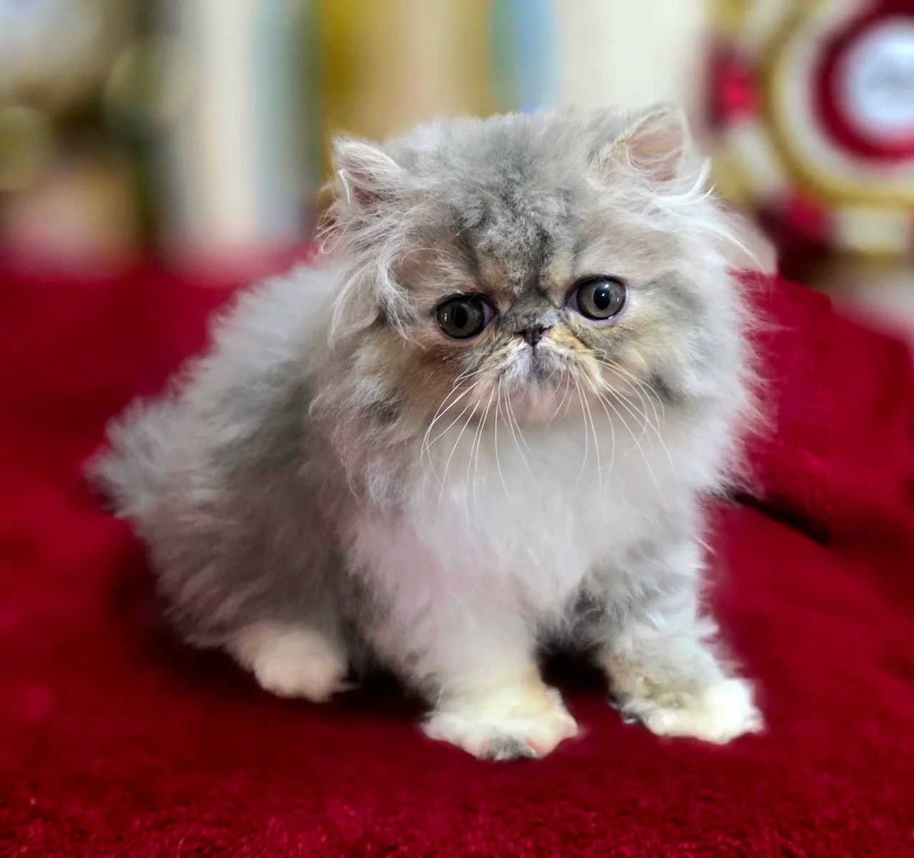 Filhote de gato persa - Foto 3