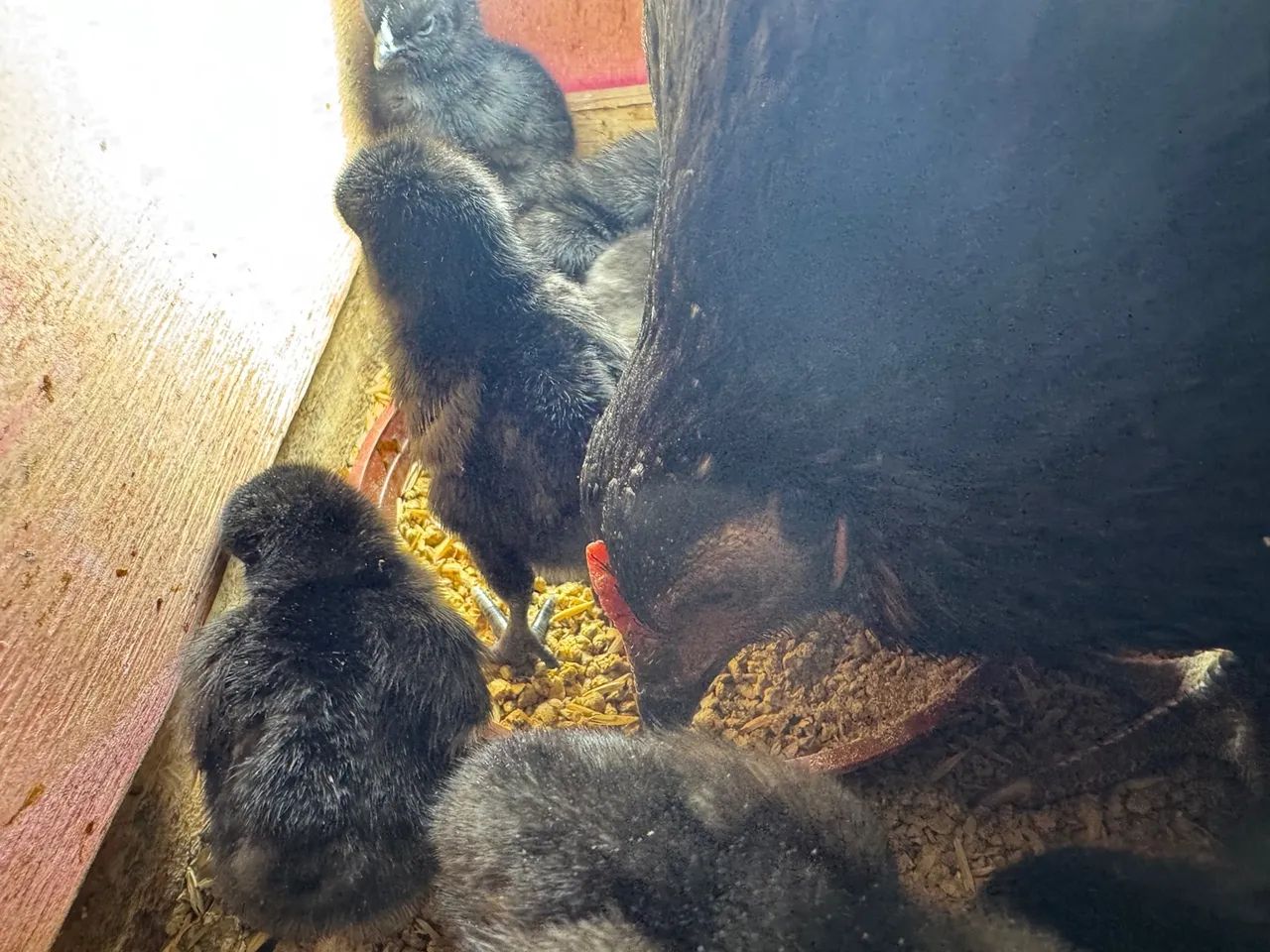 Ayam Cemani - Galinha Gótica - Ornamental - Ovos Galados - Foto 2