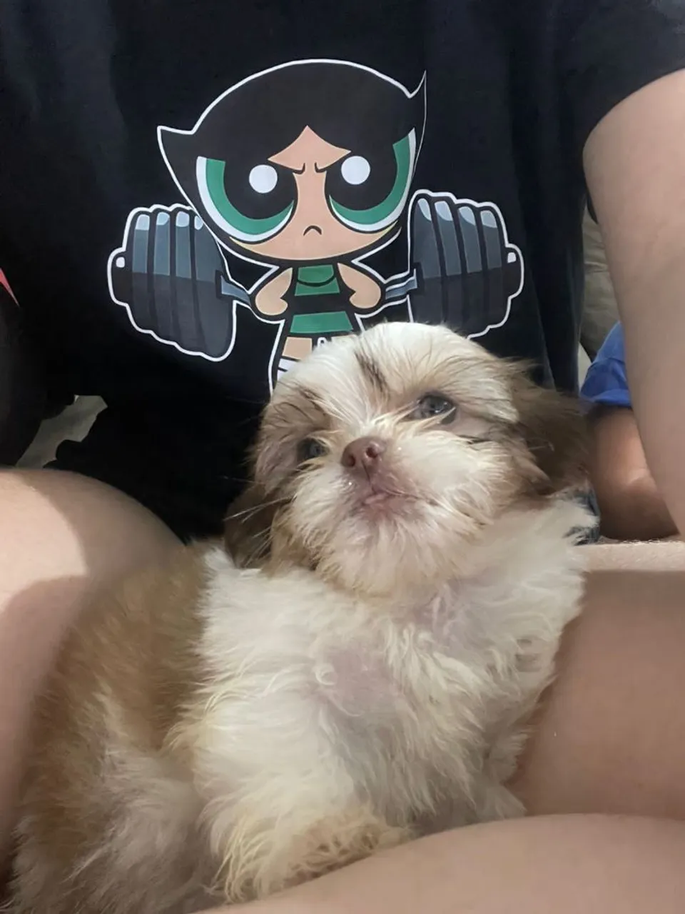 Filhote Shih Tzu fofa à venda!