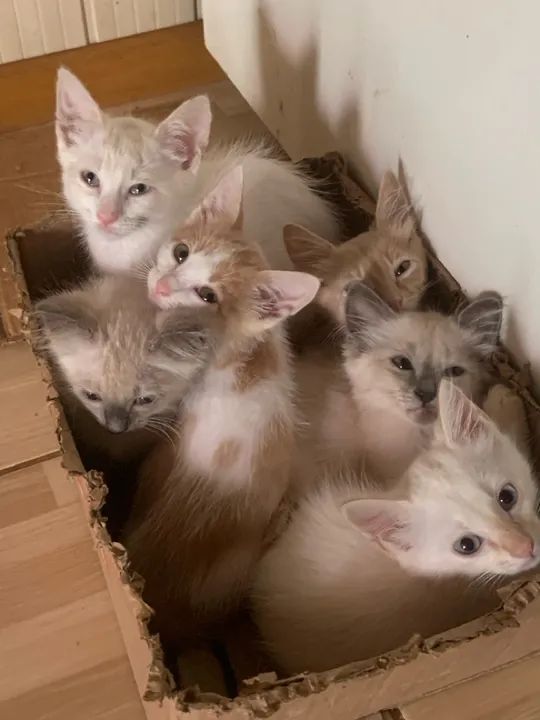 Gatinhos fofinhos para adoção ? - Foto 3