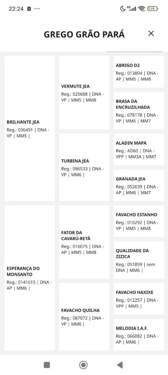 Garanhão Mangalarga Marchador  - Foto 5