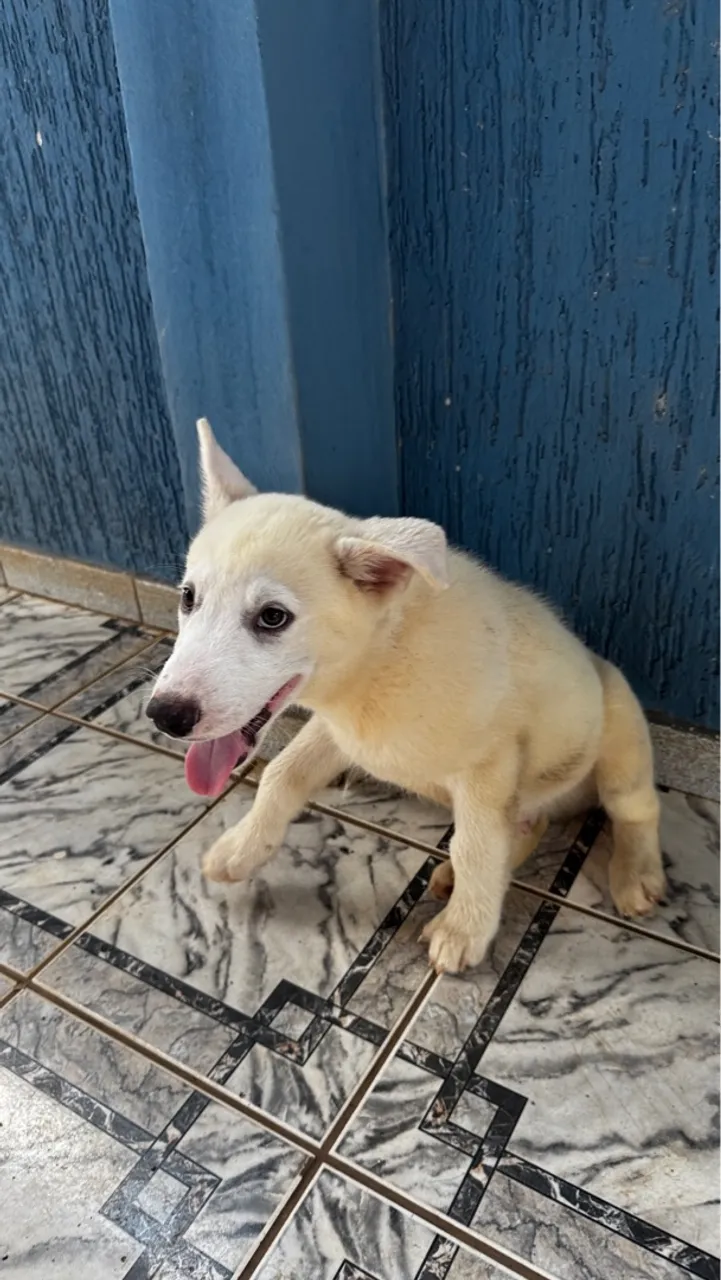 FILHOTE DE HUSKY SIBERIANO