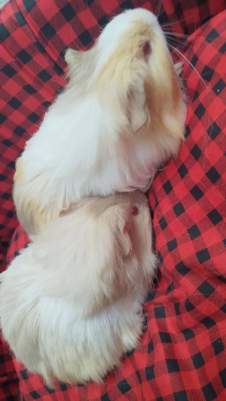 Porquinhos da índia sheltie