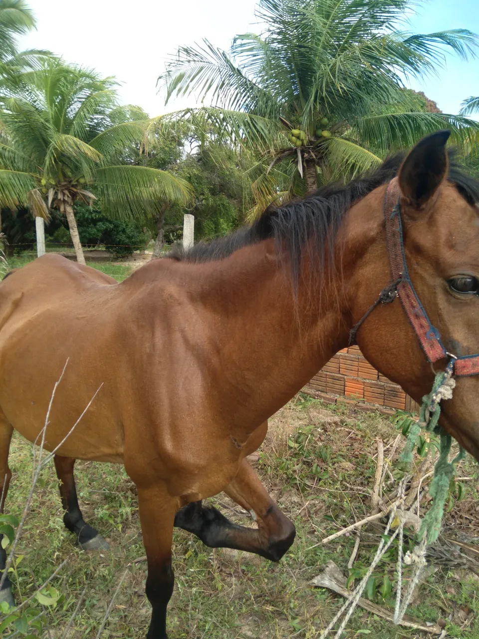 Égua para venda