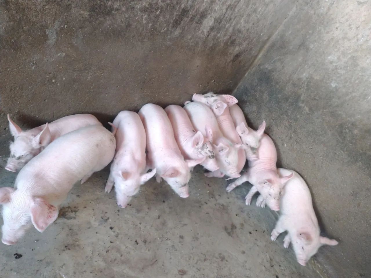 Filhotes de porco para venda - Foto 4