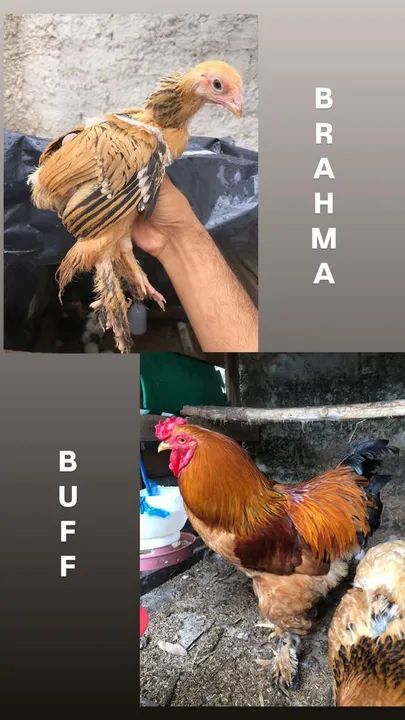 Frango Brahma Buff  - Foto 4