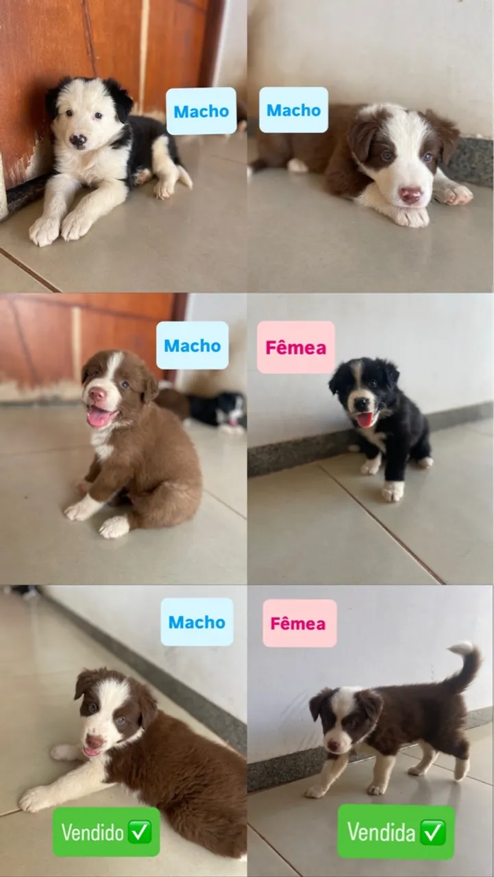 Filhotes de Border Collie