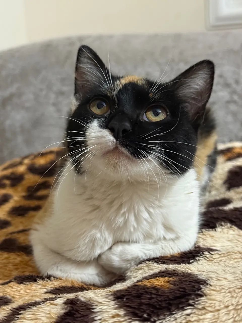 Gato fêmea jovem/filhote - Foto 5