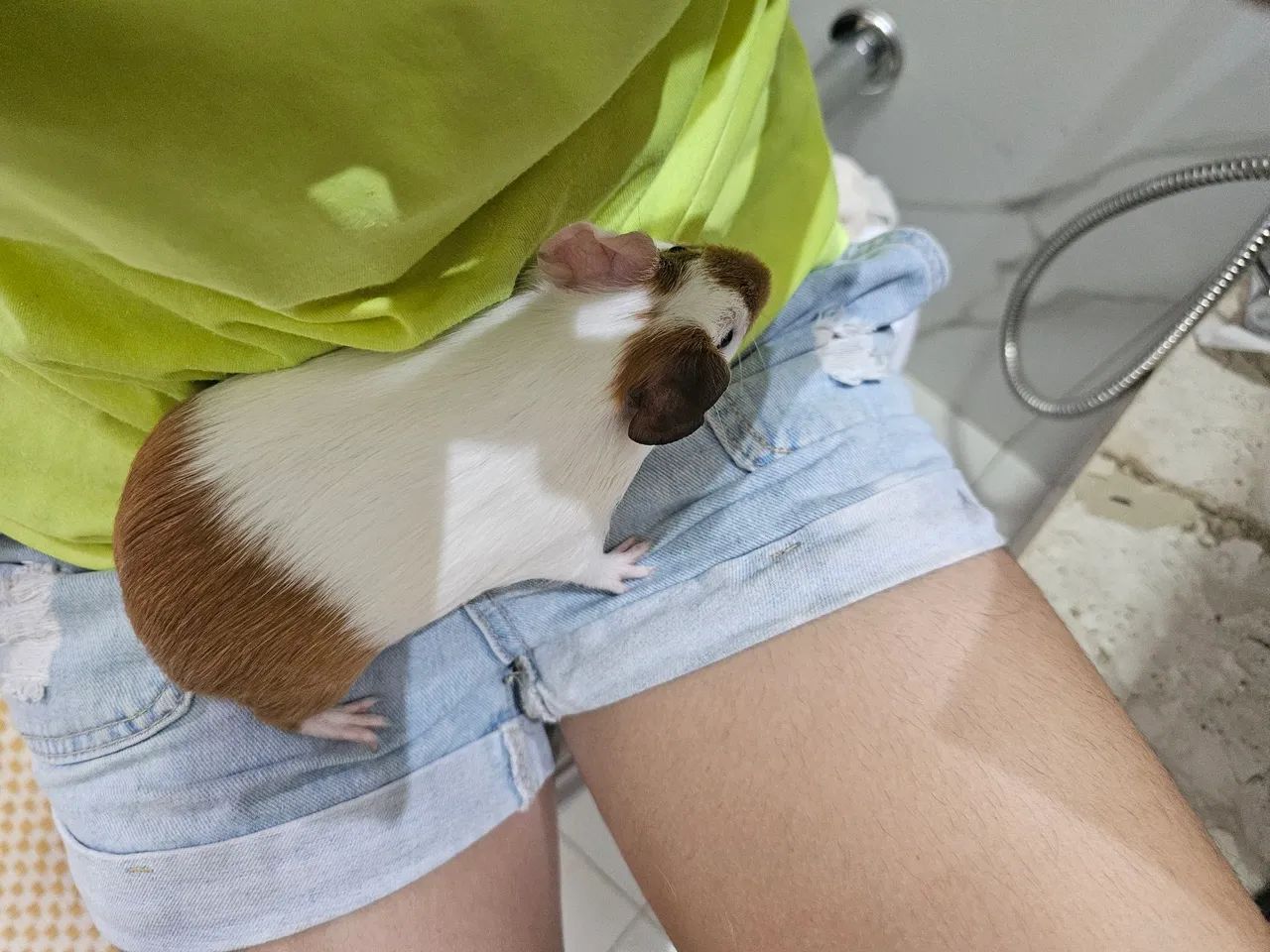 Porquinho da india fêmea - Foto 3