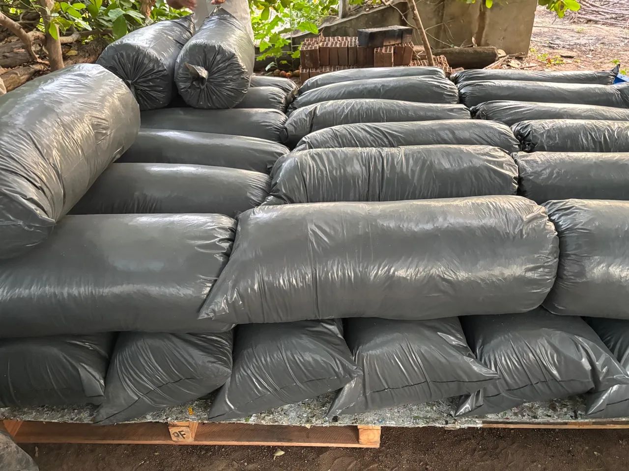 Silagem de maniva rama de macaxeira moída