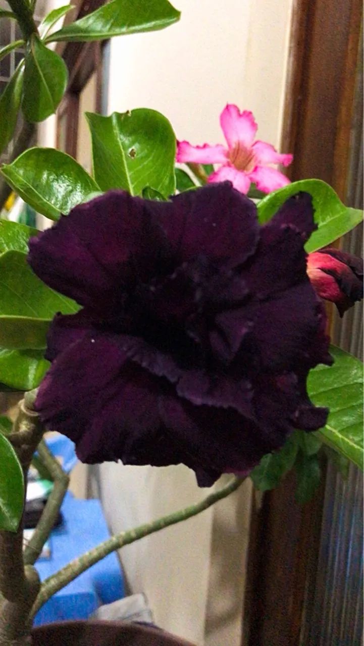 Rosa do Deserto com Floração diversa 4 Flores Diferentes - Vendo - Foto 3