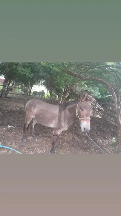 Mula nova bem barato