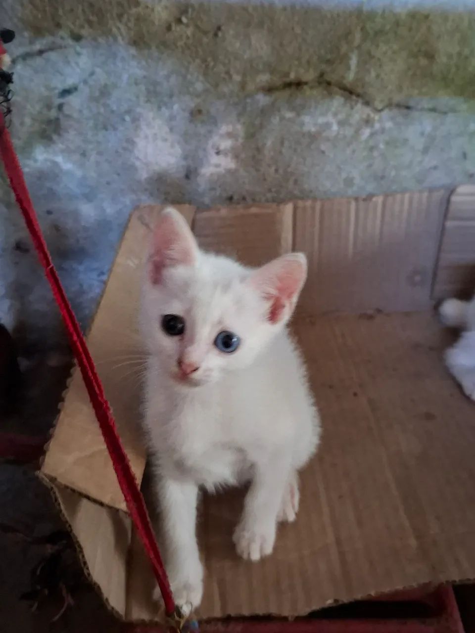 Lindos gatinhos para doação  - Foto 4