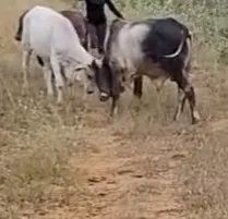 BOI GUZERÁ , MANSO E RAÇUDO. - Foto 2