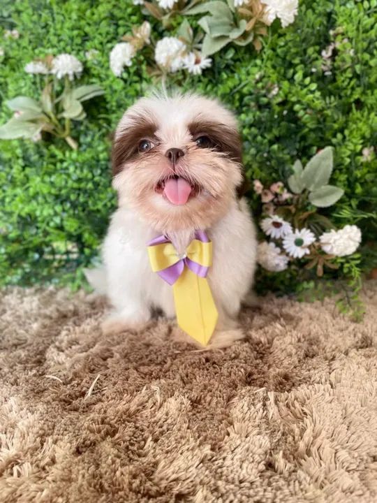 Filhote Shih Tzu macho