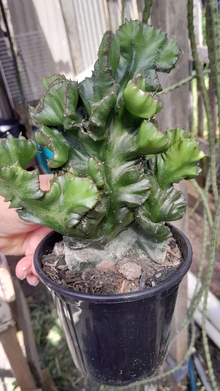 Cacto Raro para Colecionadores - Foto 2