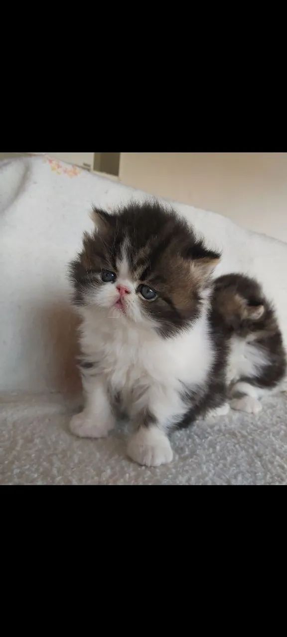 Maravilhosos Filhotes de Gato Persa  - Foto 4