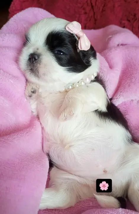Shih Tzu Filhote Linda