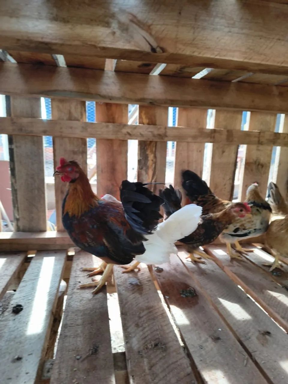 DOIS galos e 4 galinhas garnisé nagasaki + 8 franguinhas E 4 franguinhos  - Foto 4